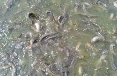 怎样养殖泥鳅(10公分左右泥鳅多重)