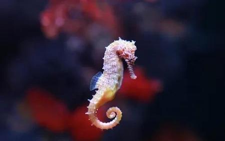 海马是鱼吗,解释一下(章鱼是鱼吗海马是鱼吗)