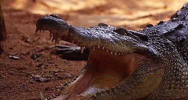鳄鱼是不是动物?(爬行动物属于脊椎动物吗)