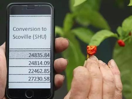 世界上最辣的辣椒吃了会怎么样