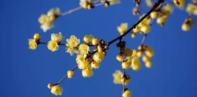 冬天室外冻不死的常见绿植(冬天室内冻不死的绿植有哪些)