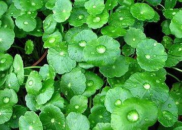 铜钱草有毒吗可以吃吗