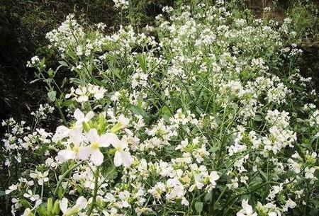 萝卜籽有什么作用和功效(白萝卜煮水的功效与禁忌)