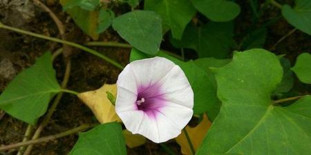 红薯开花意味着什么(家里红薯开花什么意思)