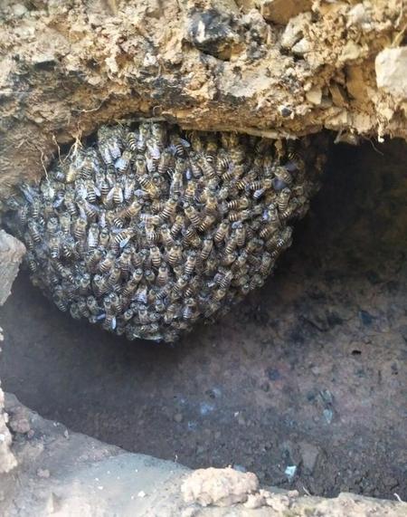 怎样收野蜜蜂方法最快(收野蜜蜂的方法)