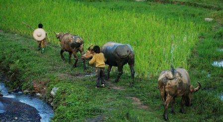 为什么云南山歌那么黄(云南最骚的山歌污歌词)