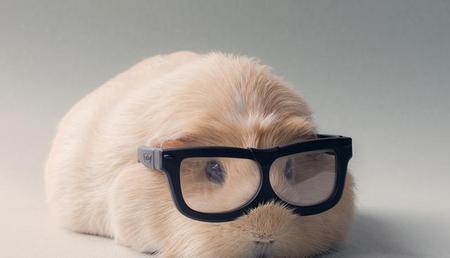 豚狸的营养价值