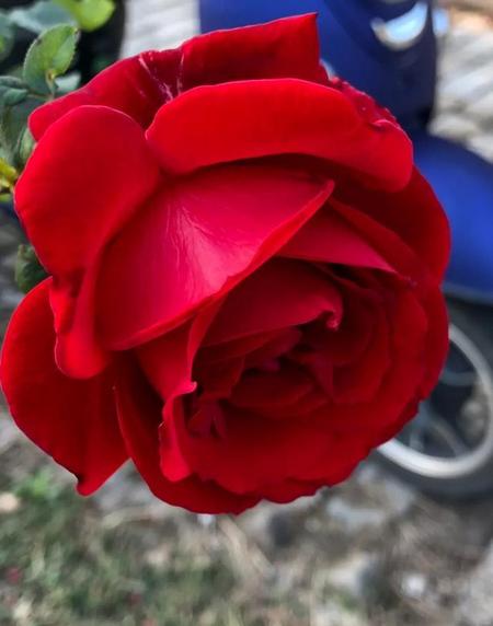 月季花香吗香味浓吗(玫瑰给人的感觉)