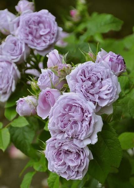 蓝色妖姬月季优缺点(玫瑰昆明)