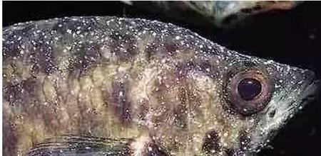 孔雀鱼身上长白点点是怎么回事