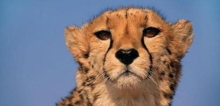 守株待兔是成语故事还是寓言故事(守株待兔比喻什么动物)