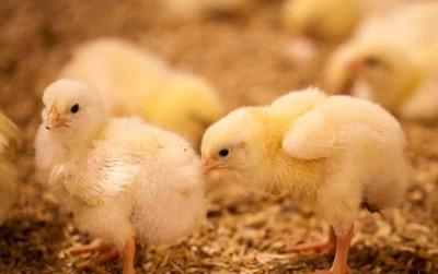 刚出生的小鸡怎么喂养提高存活率(如何提高小鸡成活率)