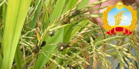 稻谷黑穗病(玉米黑穗病)