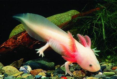 两栖动物有哪几种