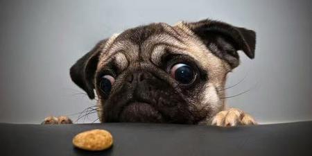 狒狒和鬣狗哪个厉害(狒狒手撕鬣狗)