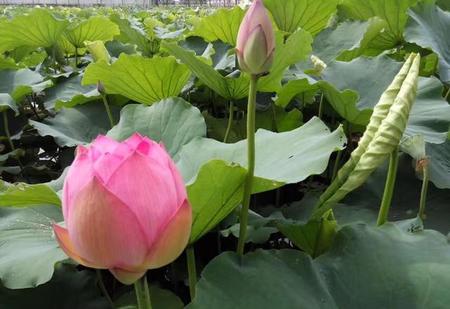 小说里面有孙悟空的小说(去西天取经的故事途中孙悟空施展什么)