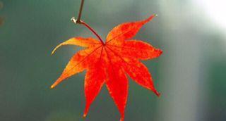 什么是平什么是平仄(什么是平平仄仄)