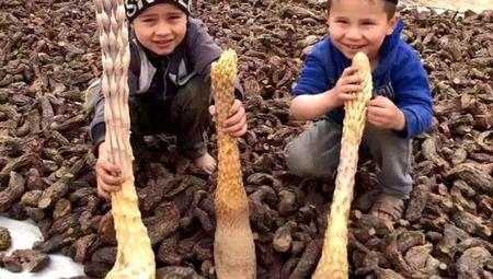 内蒙古肉苁蓉生长在什么环境