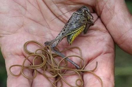 螳螂体内的铁线虫出来后螳螂会死吗(螳螂的幼虫)