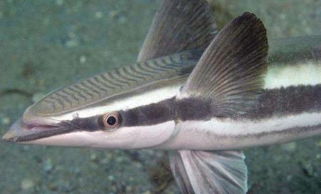 鲩鱼的做法简单做法(清蒸草鱼的做法大全家常菜窍门窍门)