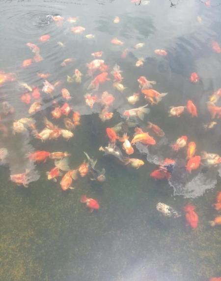 室内适合养什么冷水鱼(家庭最好养的冷水观赏鱼)