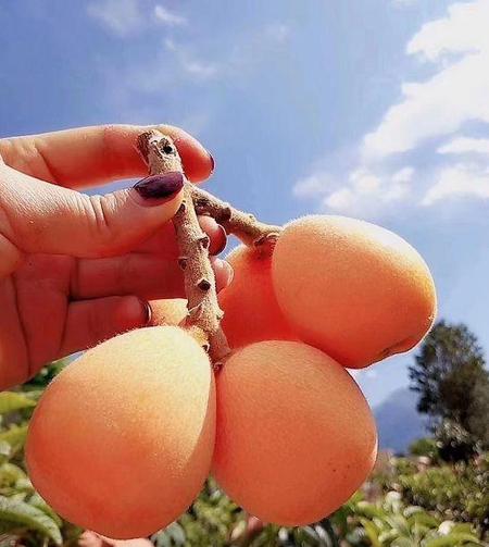 枇杷成熟的季节是几月(枇杷喜欢阳光吗)