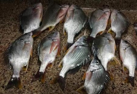 黄翅鱼钓法(白鱼的钓法)