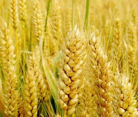 大麦和元麦有区别吗(燕麦小麦大麦的区别)