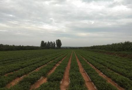 一亩三分地的三分地是多少(一亩三分地地等于多少平方米?)