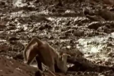 尼罗鳄杀死狮子(尼罗鳄杀死雄狮)