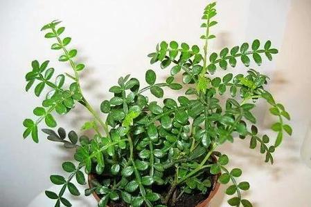 清香木养在家里好不好(清香木在家里有忌讳吗)