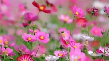 80后还有多少没结婚的(80后没结婚的多吗)