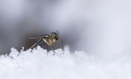 天冷了蚊子都去哪了(蚊子在冬天去哪了)