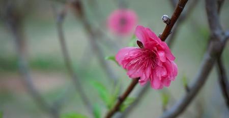 人如果一辈子不结婚(一辈子不结婚的好处)