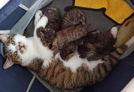 猫咪一般生产要几个小时