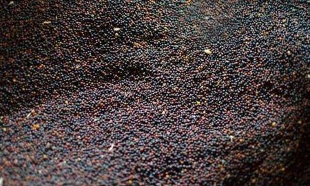 今年油菜籽的价格还上涨吗(油菜籽市场价多少钱一斤)