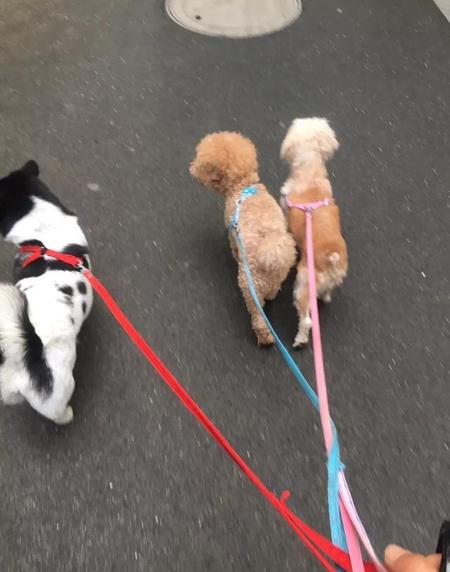 小区遛狗随地大小便怎么回击(遛狗时狗狗随地大小便怎么办)