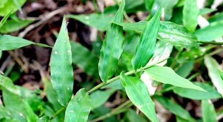 竹是草本植物(竹子属于草本植物还是木本植物为什么)