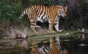 为什么称老虎为大虫(古代为什么把老虎叫做大虫)