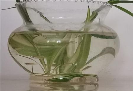 底滤鱼缸如何养小鱼(底滤鱼缸如何不吸小鱼)