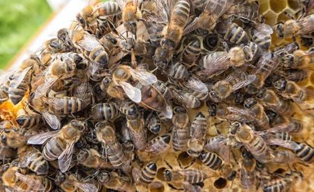 蜜蜂围王是怎么回事(中蜂有王群直接储存蜂王)