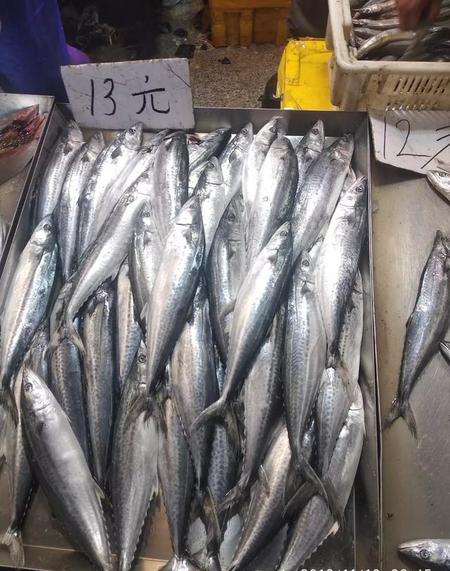 鲅鱼和马鲛鱼是一种鱼吗(燕鲅鱼马鲛鱼一样吗)