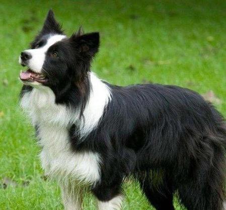 边牧犬什么颜色最好