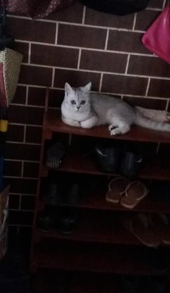 养猫养一对好还是养一只(猫需要其他猫作伴吗)