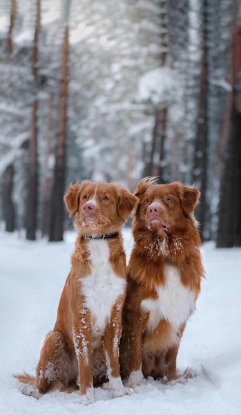 夫妻冷战的后果是什么(冷战的直接后果)