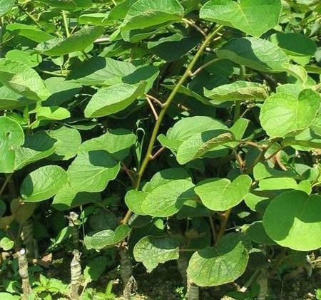 嫁接过的猕猴桃单棵能结果吗(猕猴桃嫁接苗一棵能结果吗)