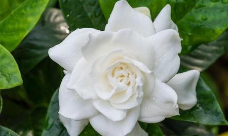 什么花可以放阳台不怕晒(不怕太阳暴晒的盆栽花)