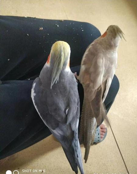 虎皮鹦鹉怎么分辨公母?(怎样区分虎皮鹦鹉的公母)