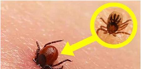 蜱虫主要分布在哪些省(分布在哪些地区)