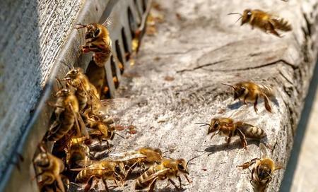 屋里有蜜蜂怎么办(太阳能不热了怎么清洗)